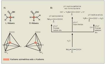 1. Irudia: A) Aminoazidoen D eta L aldaerak. B) Aminoazidoen jokaera ur disoluzioetan.<br>